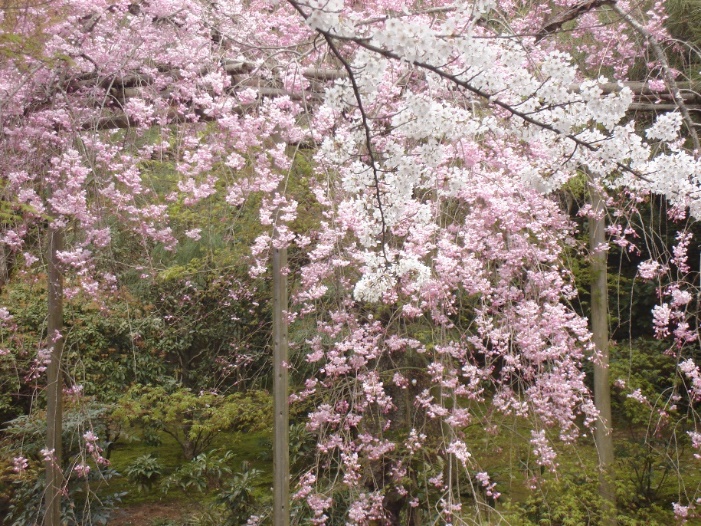 World Travel 1. Japan (Kyoto) html 8322a542c06eec2e
