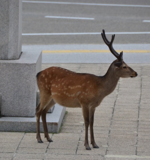 World Travel 1. Japan (Miyajima, Hiroshima, Nagasaki) html 535d0ef99e0b6565